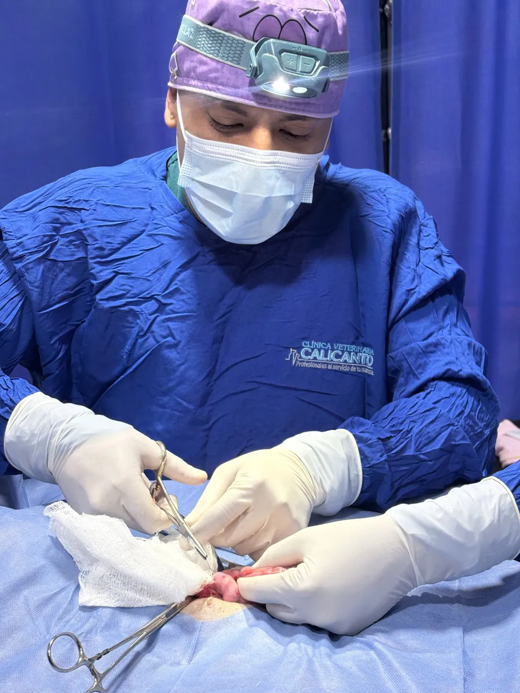 Juli operando